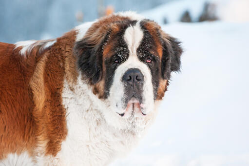 A close up of a Saint Bernard's beautiful, thick winter coat