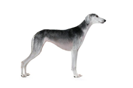 Smooth saluki 2025