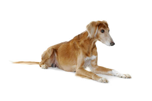 A gorgeous brown and white Saluki with a lovely soft coat and floppy ears