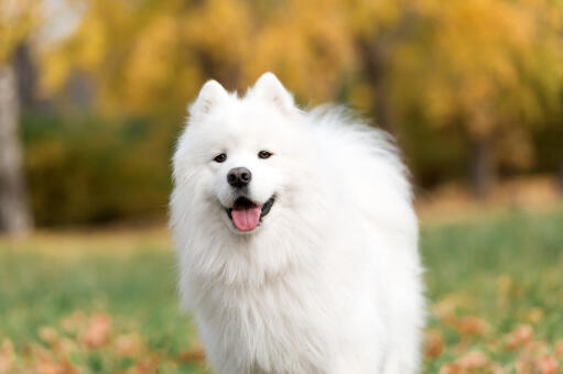 A Samoyed's wonderful, pointed ears