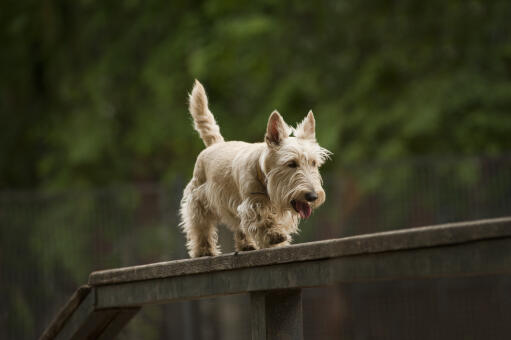 are scottish terriers the breed for you