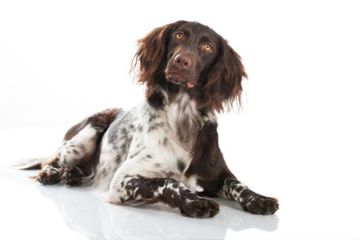 Munsterlander spaniel shop