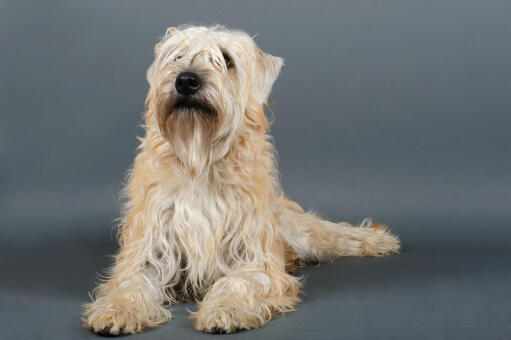 are pig ears better for a soft coated wheaten terrier than rawhide ears