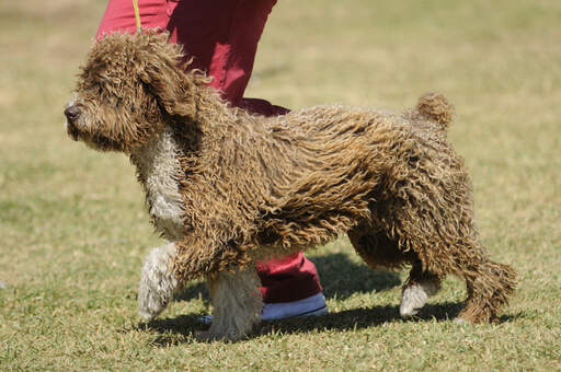 A beautiful show Spanish Water Dog with a short bushy tail