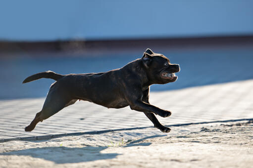 A healthy female Staffordshire Bull Terrier running at full pace