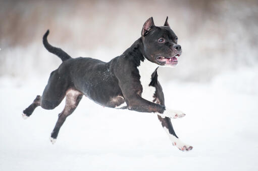 A muscular Staffordshire Bull Terrier bounding through the snow