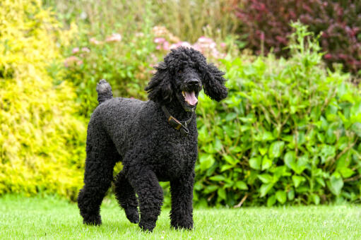 A Standard Poodle slowly trotting towards it's owner