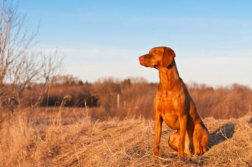 A beautiful, red Vizsla sitting very tall, waiting for a command