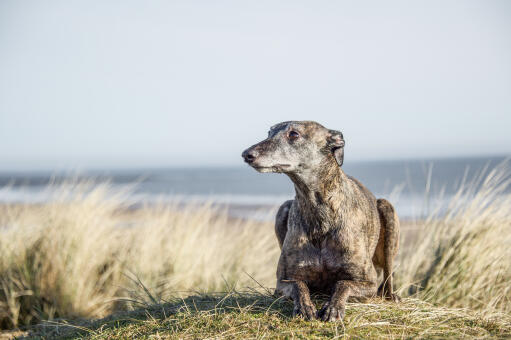 A mature, adult Whippet lying neatly on the sand dunes