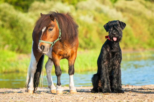 Giant-Schnauzer-Horse