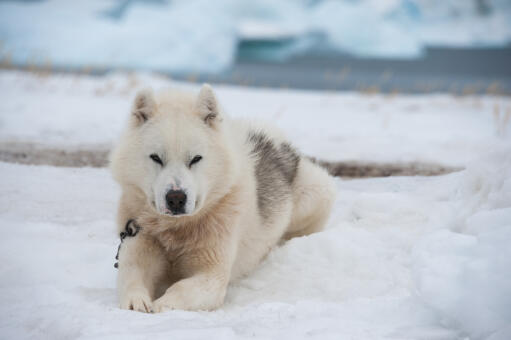 Greenland-Dog