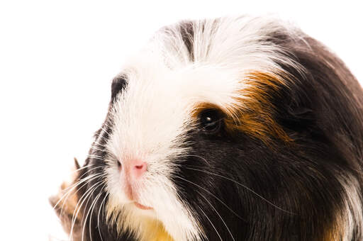 A close up of a Coronet Guinea Pig's beautiful dark eyes