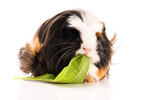 A lovely little Coronet Guinea Pig chewing on a leaf