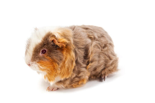 A Merino Guinea Pig with lovely little eyes and ears