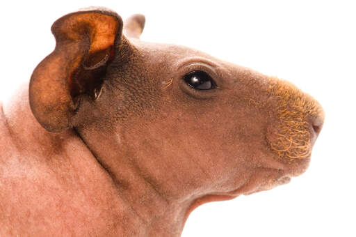 A close up of a Skinny Guinea Pig's lovely little hairy nose