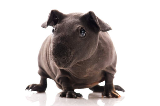 A lovely little hairless Skinny Guinea Pig