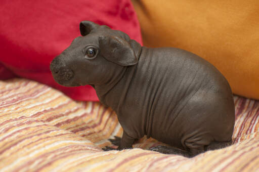 An incredible brown Skinny Guinea Pig with huge back feet