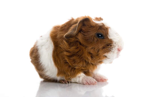 A Texel Guinea Pig's incredible thick curly fur