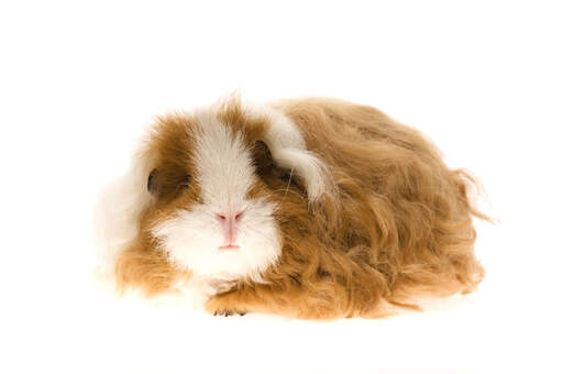 A beautiful little Texel Guinea Pig with long soft brown fur