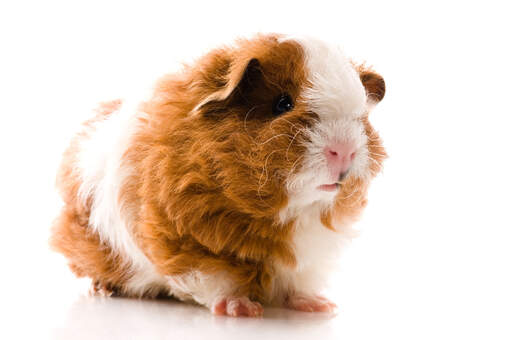Texel guinea pig for sale near me discount