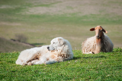 Maremma-Sheepdog-Sheep