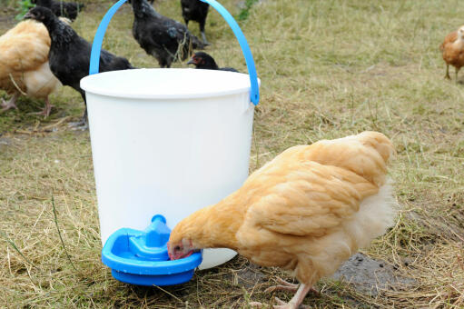 The Maxi Drinker attaches to any container filled with water