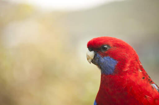 A close up of a Crimson Rosella's beautiful, blue cheek feathers