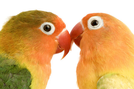 A close up of two Peach Faced Parakeet's beautiful eyes and red beaks