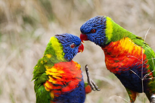 Two Rainbow Lorikeets showing off their incredible colour patterns