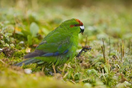 A love, little Red Crowned Parakeet feeding on the grownd