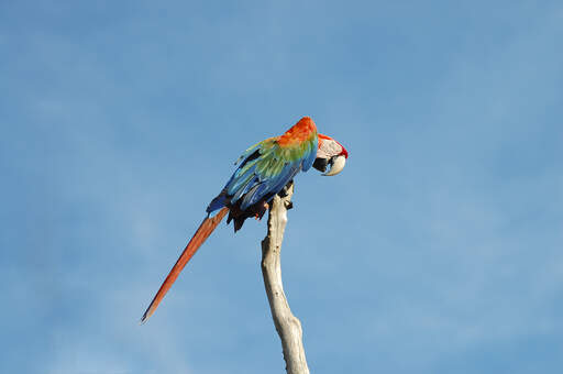 A lovely Scarlet Macaw perched high up on a branch