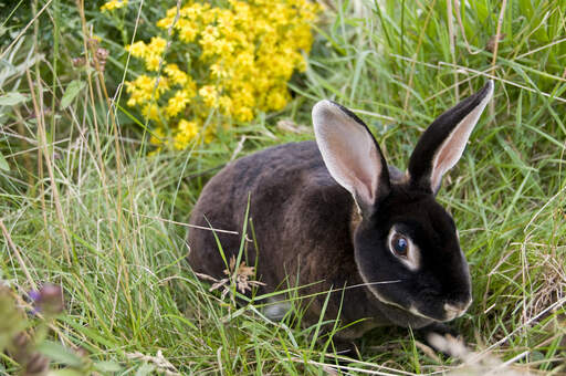 A Black Rex rabbit's beautiful tall white ears