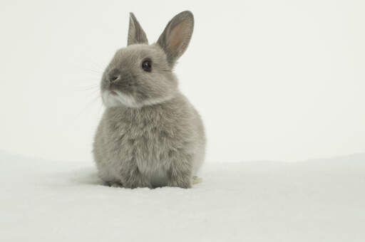 A lovely little Netherland Dwarf rabbit with soft grey fur