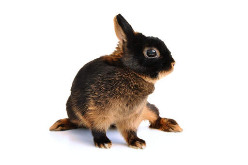 A beautiful young Tan rabbit with an incredible dark tan coat and short ears