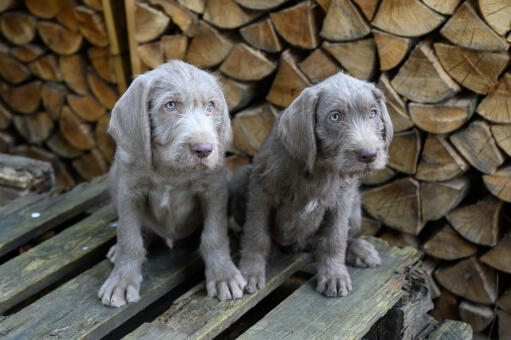 Slovakian-Rough-Haired-Pointer-Puppies