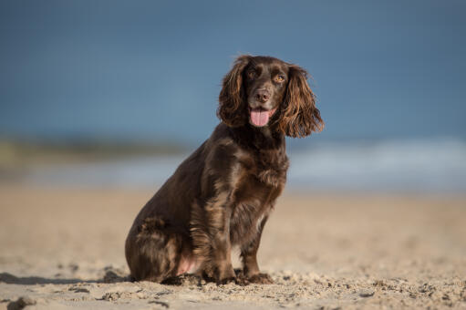 Sussex-Spaniel-Beach