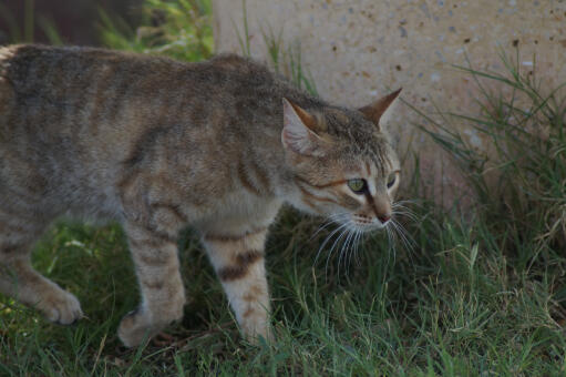 Arabian Mau cat hunting in the grass