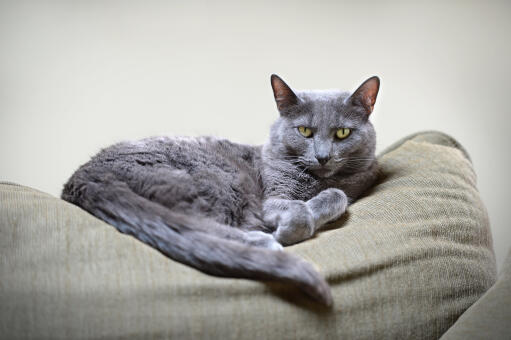 A regal looking Korat cat