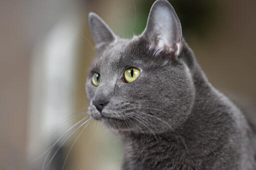 An alert Korat cat with big ears