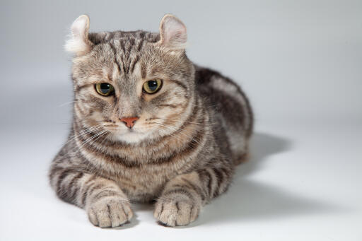 Tabby American curl cat lying down looking forward