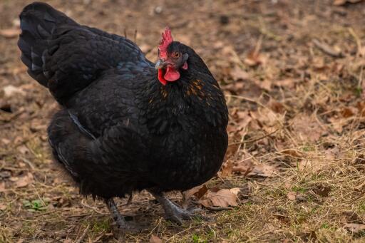 Australorps-Chicken-Garden