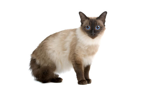 Young Balinese cat against a white background