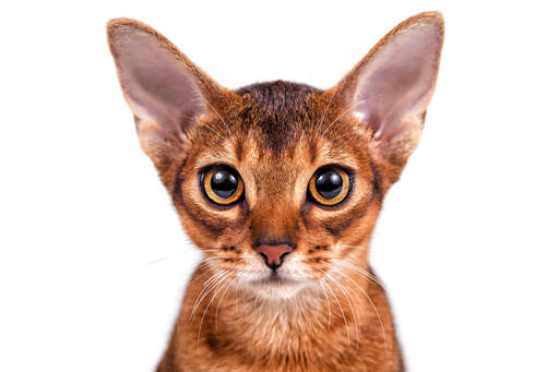 A close up of a beautiful abyssinian kitten with golden eyes