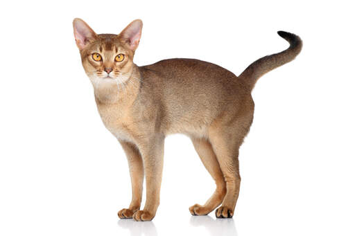 A lovely Abyssinian Cat With Amber Eyes