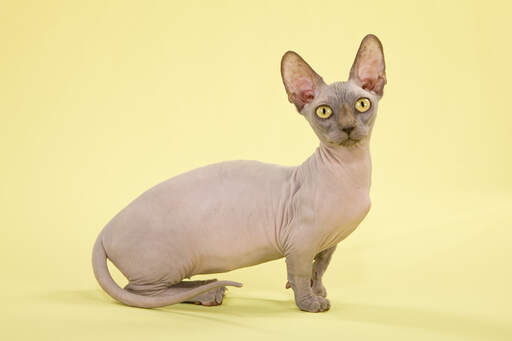 The short legged bambino cat with golden eyes