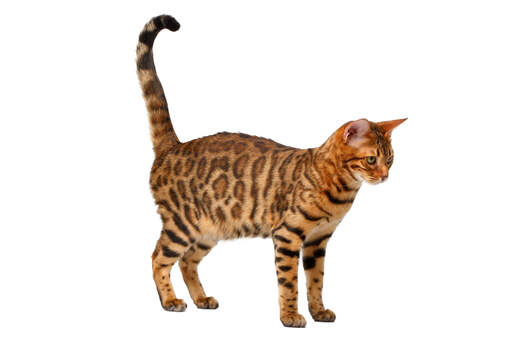 A beautfiul brown rosetted bengal