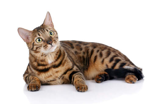 A gorgeous bengal with leopard like markings