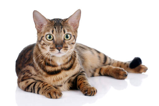 An alert bengal cat lying down with golden eyes