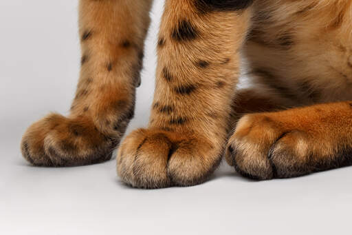 The Tiger Like Paws Of a Bengal cat