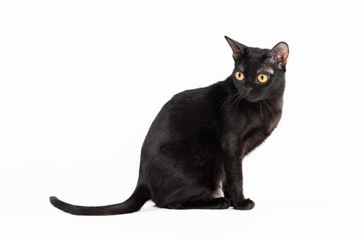 A beautiful bombay cat sitting down and looking backwards